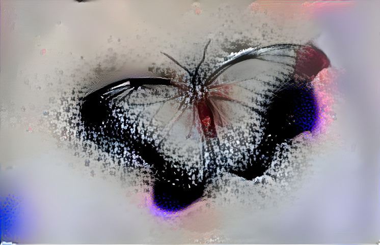 Dissappearinng Butterfly