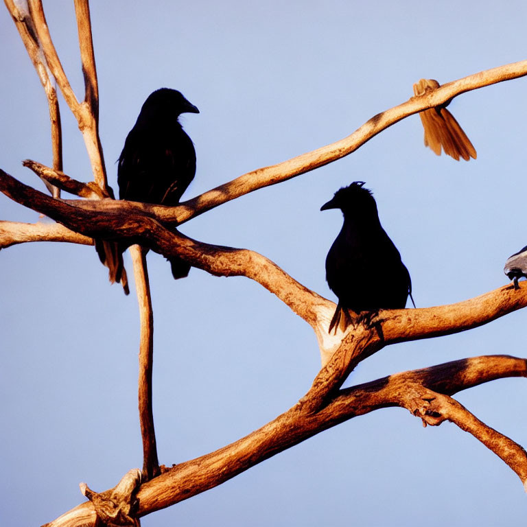 Two crows on bare tree branches under clear blue sky