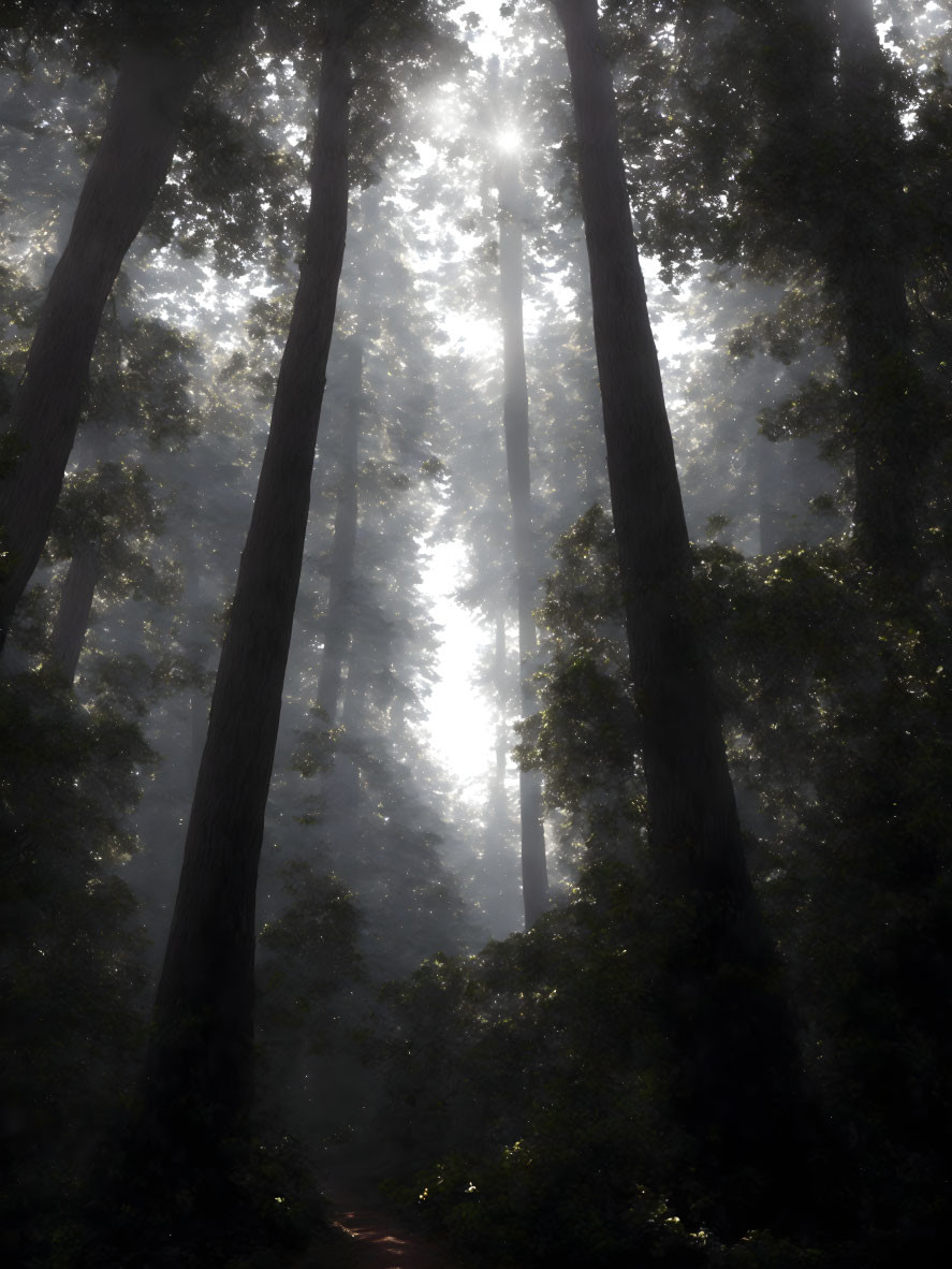 Misty forest with sunlight filtering through towering trees