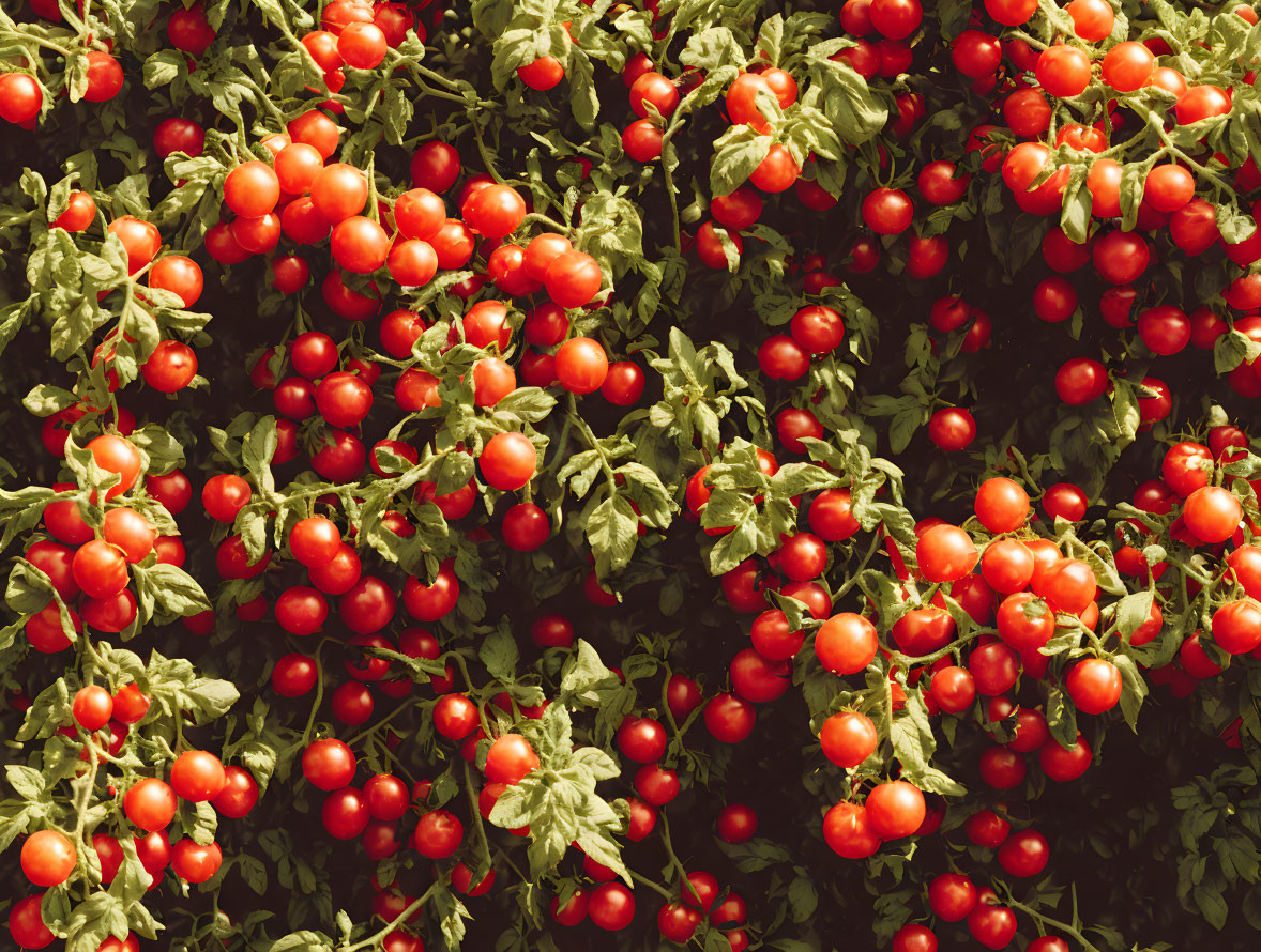 Ripe red tomatoes on lush tomato plants in a healthy garden