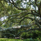 Ethereal garden with moss-covered branches and wrought iron gate