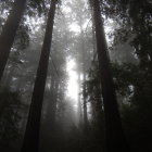 Mystical forest with towering misty trees in soft light