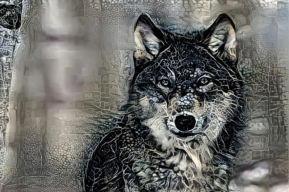 wolf