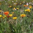 Vibrant Yellow Daisies and Wildflowers in Colorful Meadow