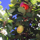 Realistic painting of ripe red and green apples on apple tree branches against blue sky