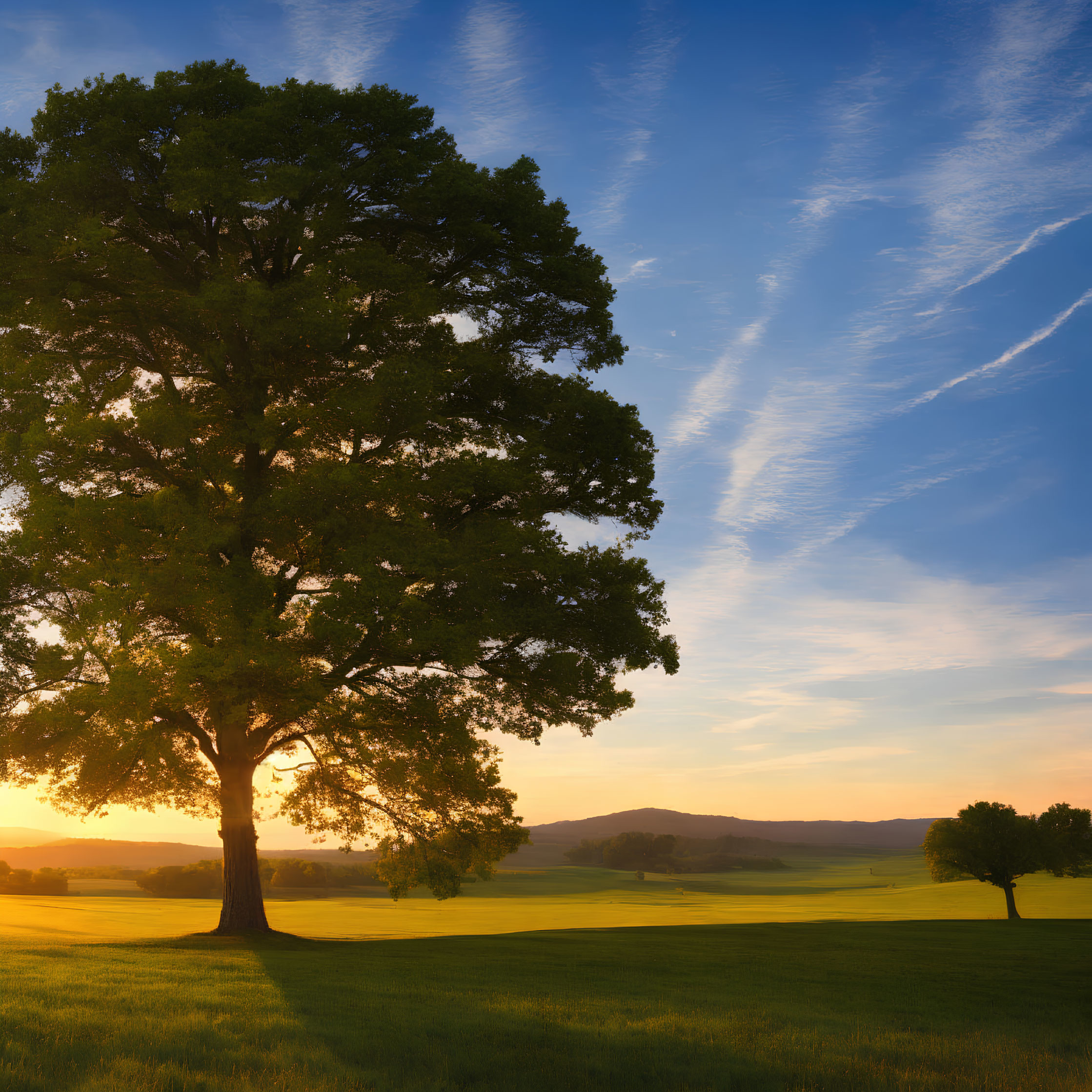 Majestic tree in serene meadow at sunrise with glowing sky