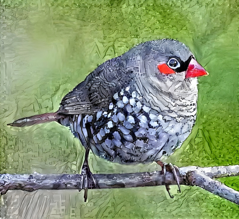 Red-eared Firetail