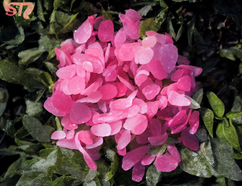 Vibrant Pink Petals Against Dark Green Background