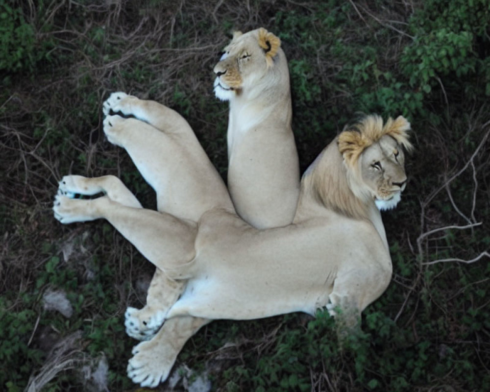 Two lions resting back to back in a straight line