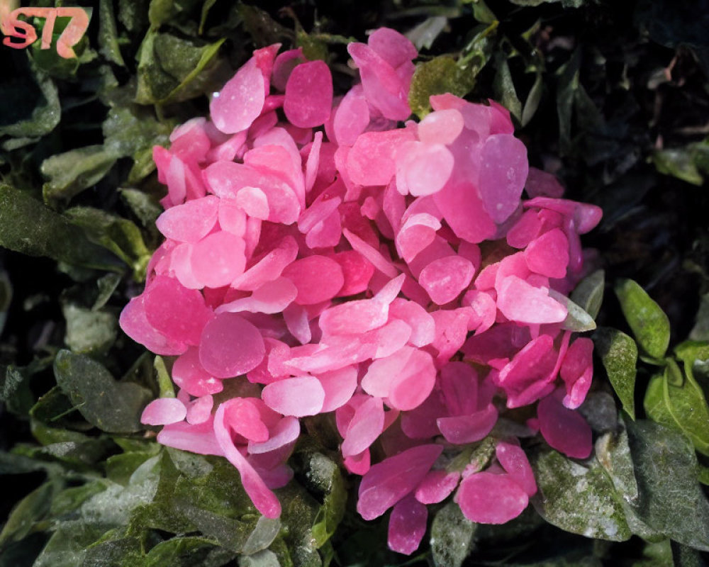 Vibrant Pink Petals Against Dark Green Background