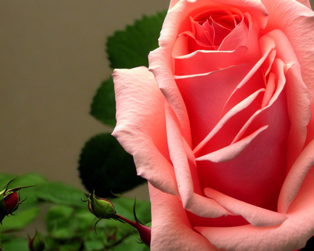 Delicate pink rose with soft petals and green leaves on neutral background