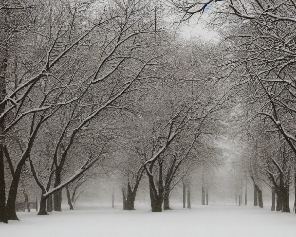 Snowy pathway with leafless trees in tranquil snowfall