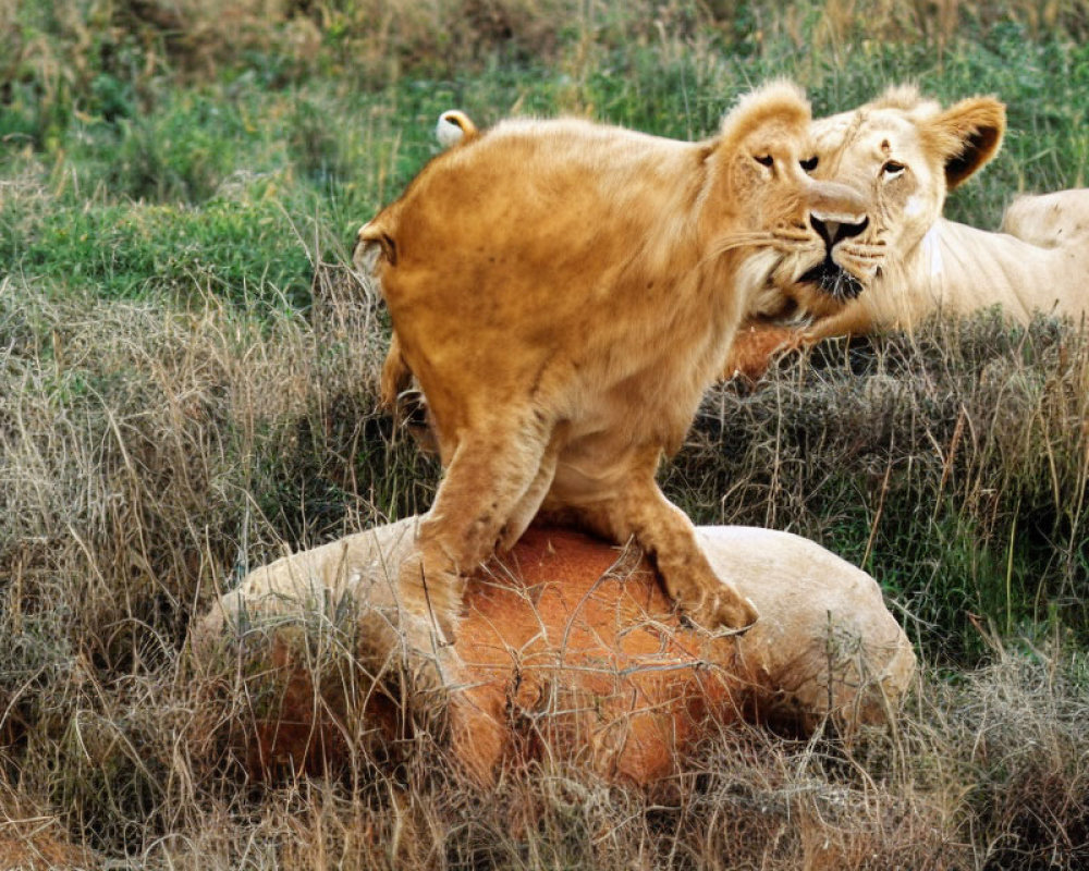 Two Lions on Rock: One Standing, One Lying in Tall Grass