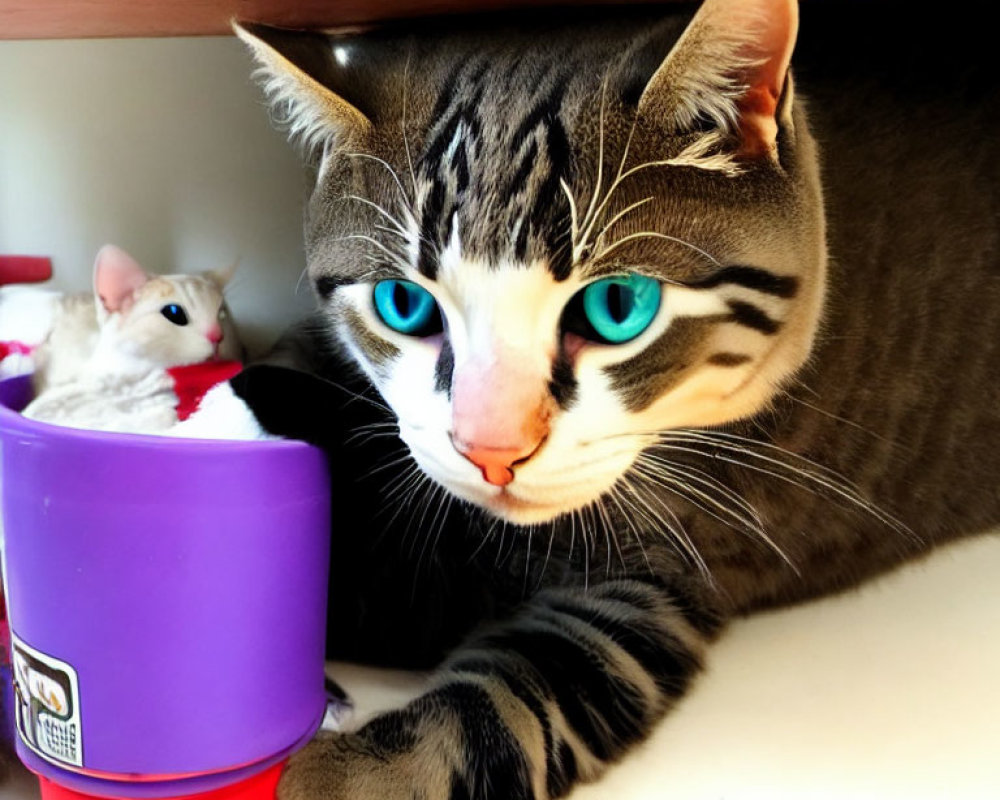 Tabby Cat with Striking Blue Eyes Next to Purple Cup and Toy Mice