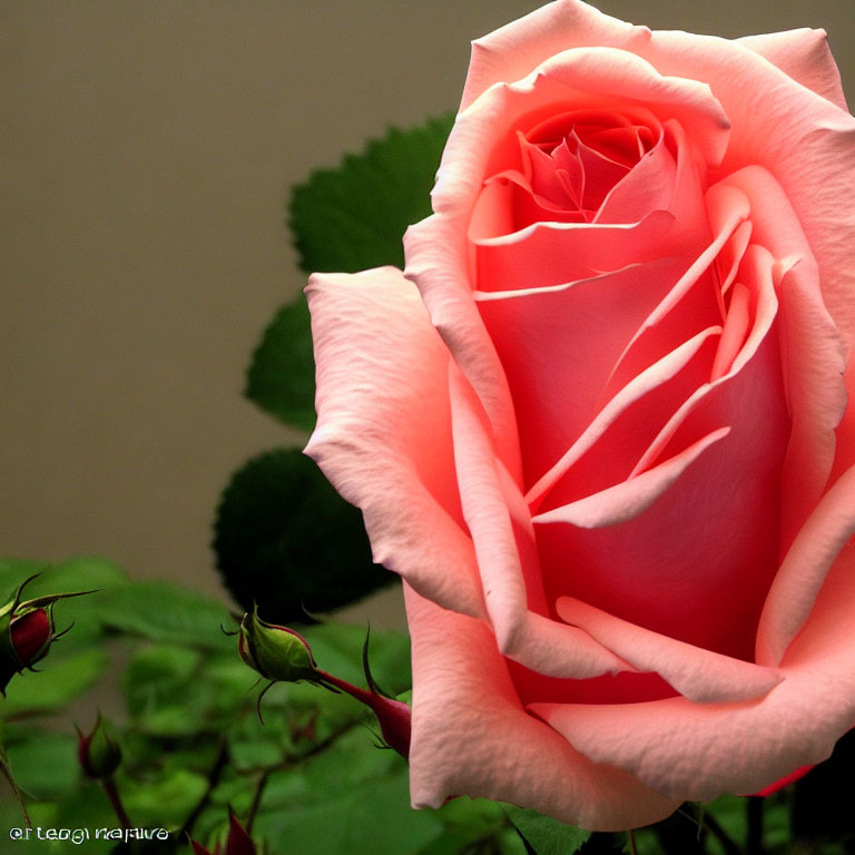 Delicate pink rose with soft petals and green leaves on neutral background