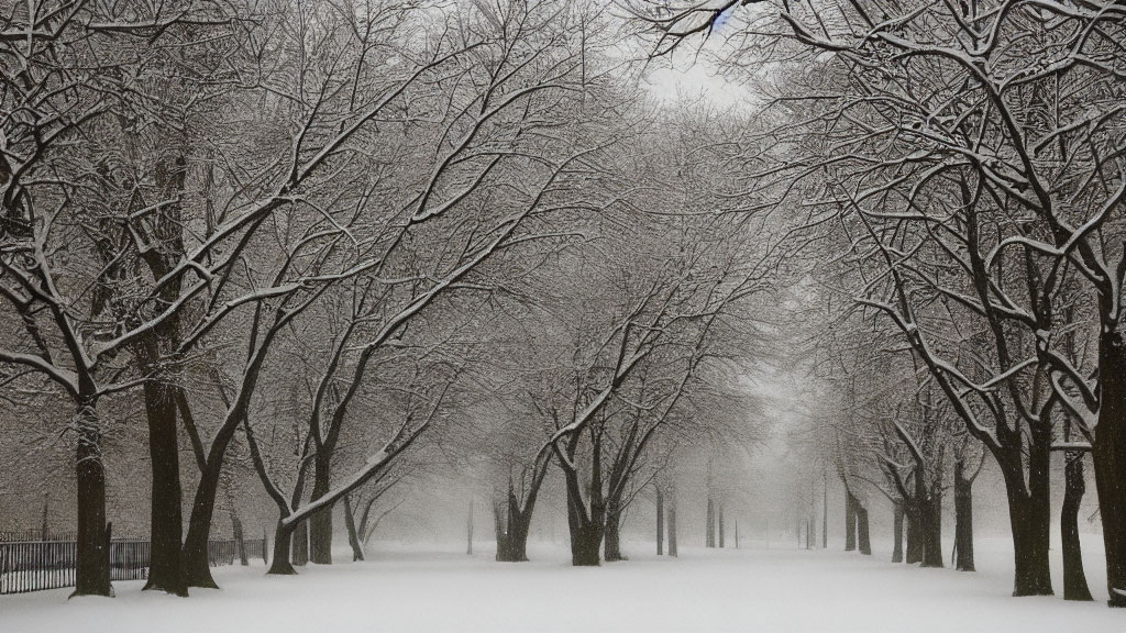 Snowy pathway with leafless trees in tranquil snowfall