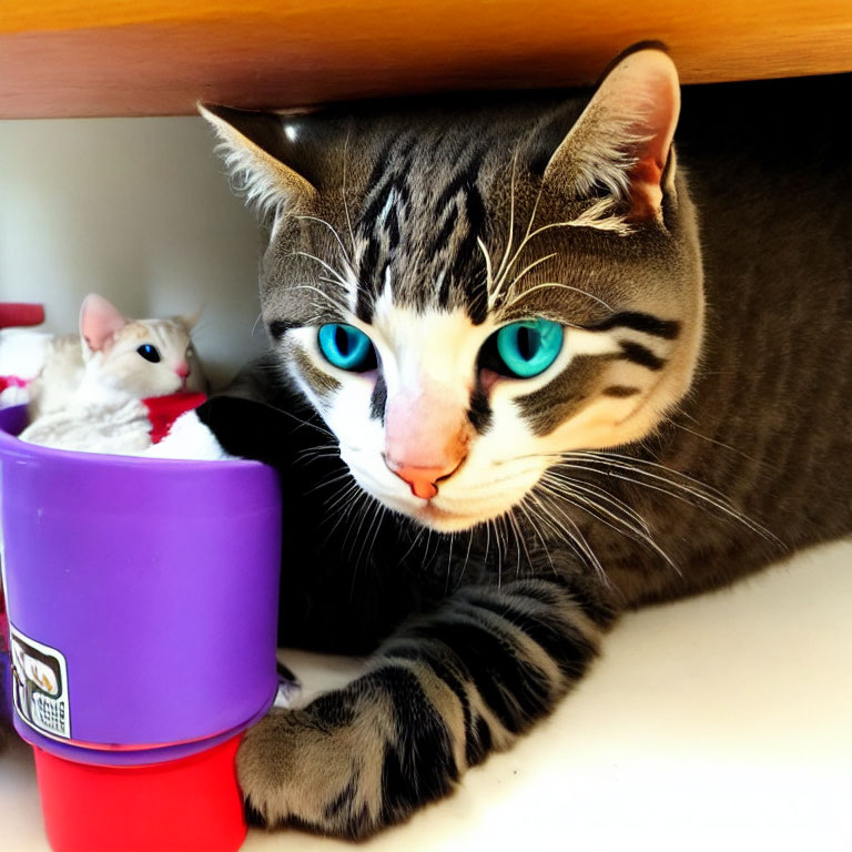 Tabby Cat with Striking Blue Eyes Next to Purple Cup and Toy Mice