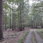 Ripe apples on trees and ground in apple orchard with pathway