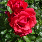 Birds perched on red roses against blurred background