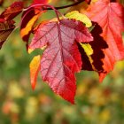 Colorful Bird Perched on Branch Among Multicolored Leaves