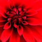 Colorful flower with butterflies in red, pink, yellow, and orange