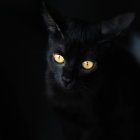 Black Cat Painting with Luminous Yellow Eyes on Dark Starry Background