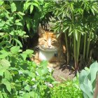 Orange Tabby Cat in Lush Forest Scene with Striking Eyes