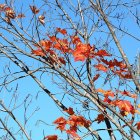 Colorful Leaves on Intertwining Branches in Stained Glass Style