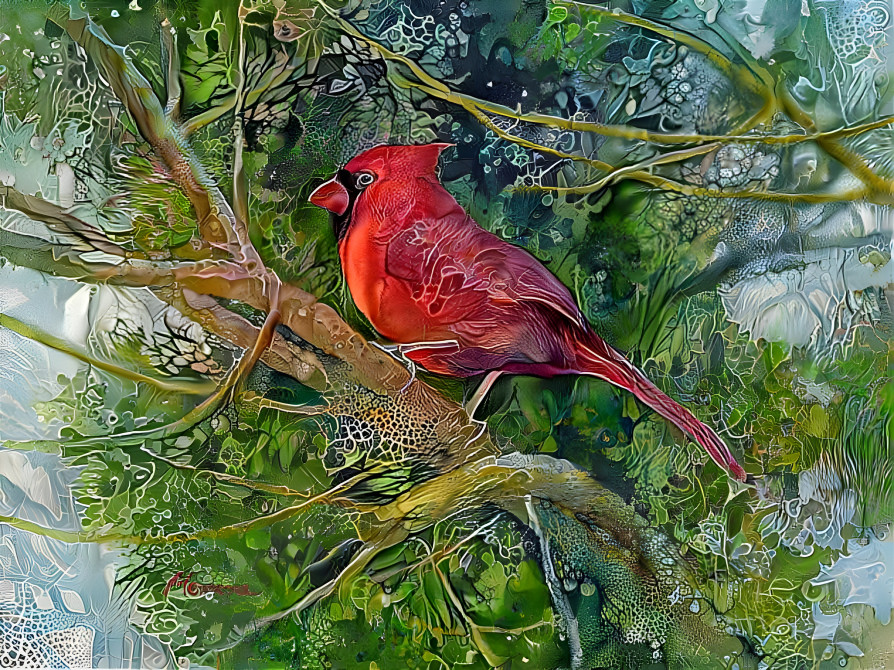 Northern Cardinal