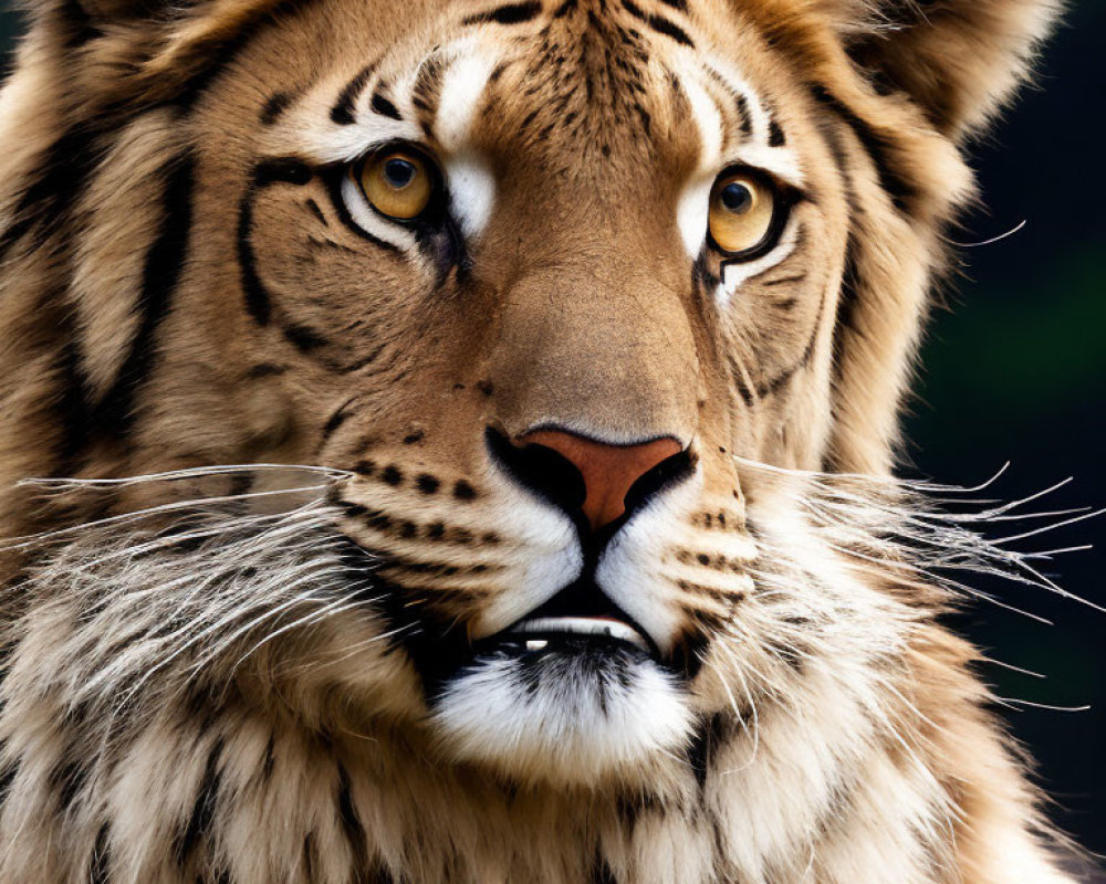 Detailed Tiger Face with Fur Texture, Piercing Eyes, and Whiskers