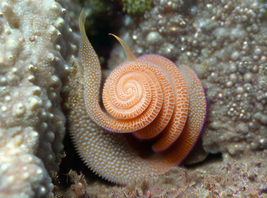 Spiral-patterned sea snail shell on marine surface with coral