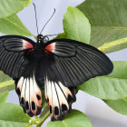 Colorful Butterfly Resting on Green Foliage with Snail and Purple Flowers