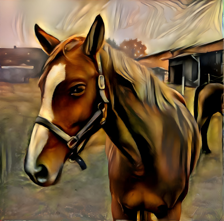 a beautiful mare