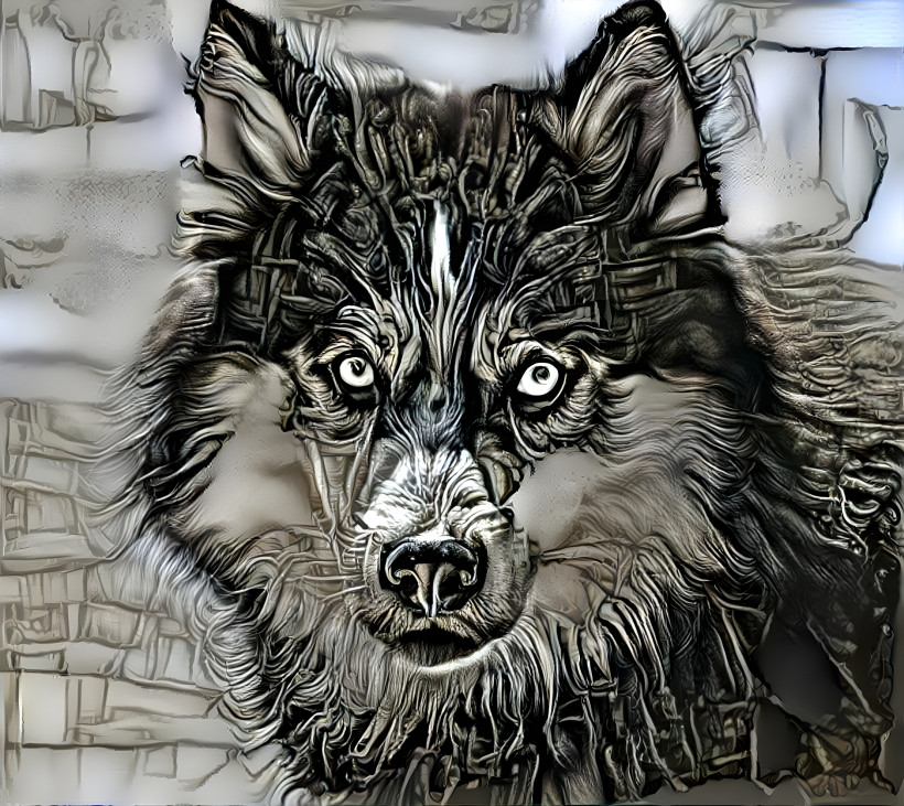 Wolf 