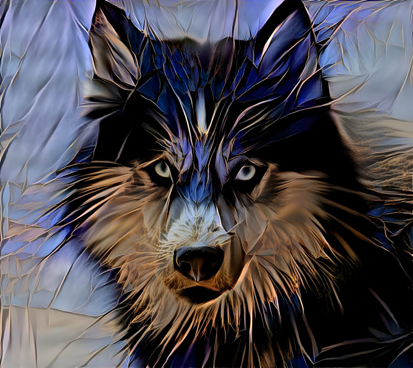 Blue wolf