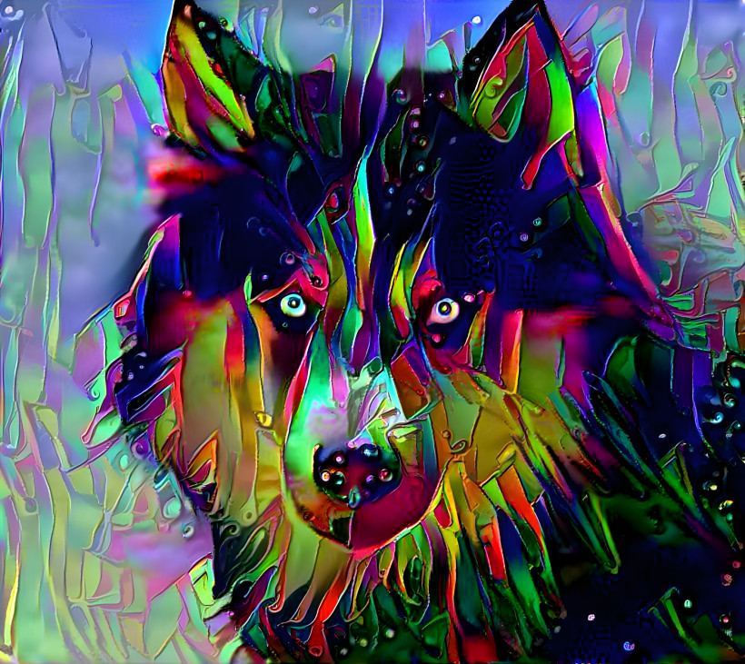 Wolf of colour