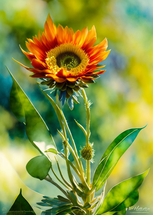 Bright orange sunflower with dark center and green leaves on soft-focus background