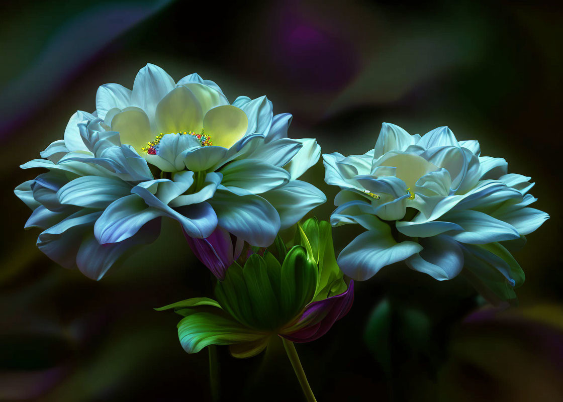 Vibrant Blue and White Dahlias on Dark Multicolored Background