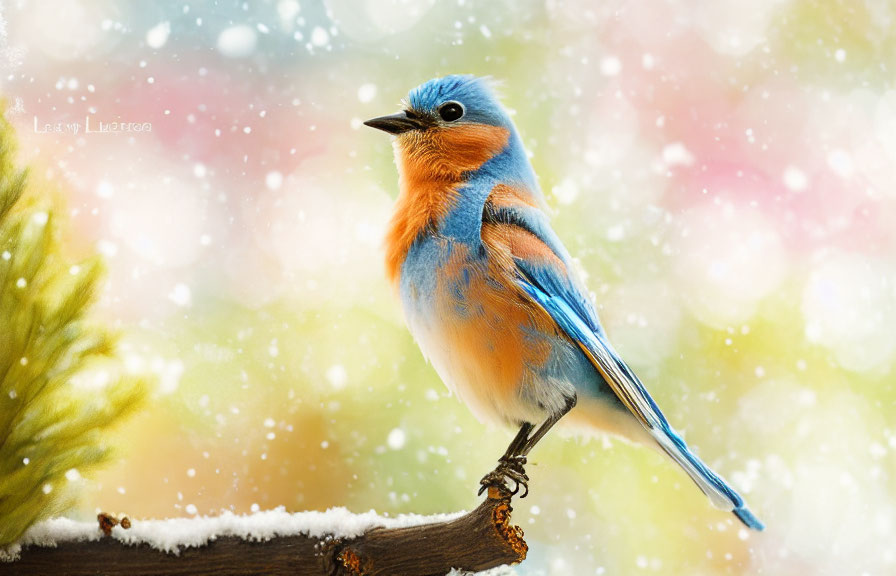 Colorful Bird Perched on Snowy Branch with Bokeh Background