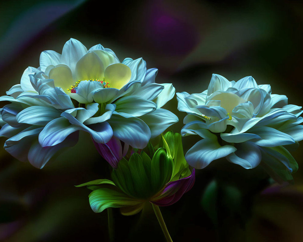 Vibrant Blue and White Dahlias on Dark Multicolored Background