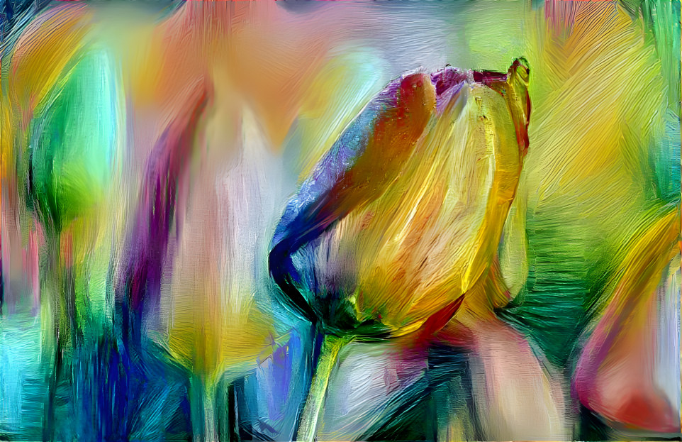 Tulpe