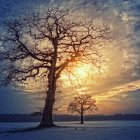 Serene Winter Landscape with Snowy Tree and Sunset