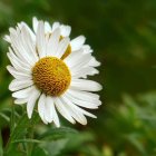 White Flower Blooming in Green Grass Landscape