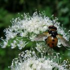 Realistic painting of bee among clover flowers & detailed wings