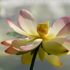 Lotus Flower with Pink Petals and Yellow Stamens