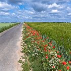 Vibrant countryside pathway with wildflowers and wooden fence