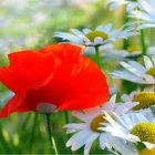 Vibrant Watercolor of Orange Poppy and Blue Cornflowers