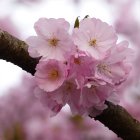 Delicate pink cherry blossoms with visible stamens on dark branch