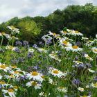 Colorful Flower Field Painting with Misty Greenery Under Soft Light