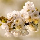 Soft Petal Flowers in Warm Tones: Orange, Yellow, Cream